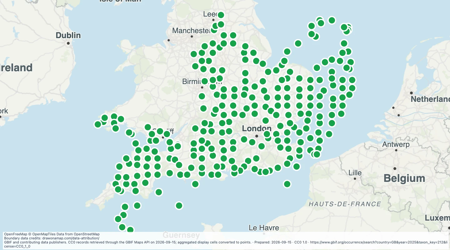 Map preview: UK bird records in 2025, by map grid