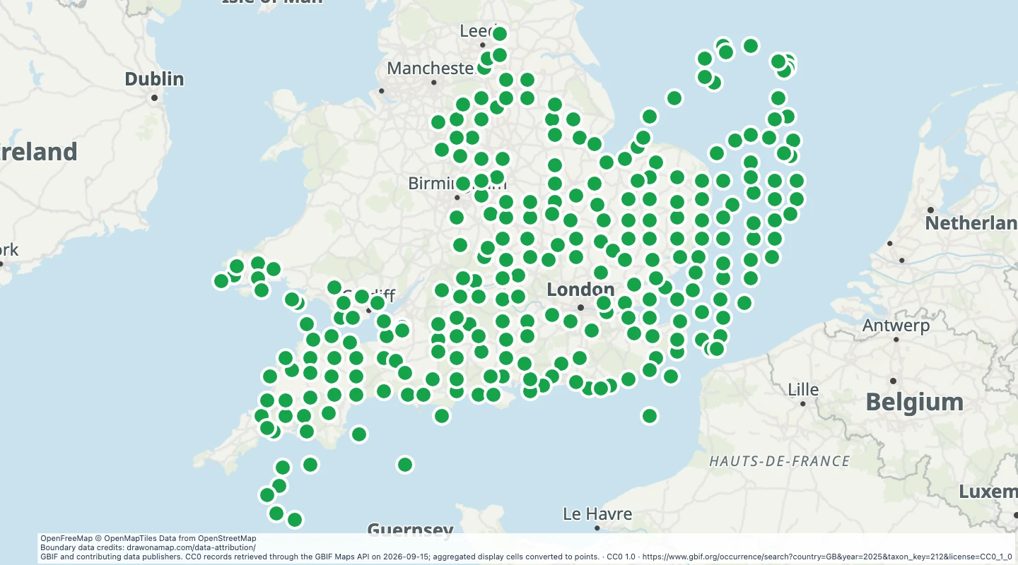 Map preview: UK bird records in 2025, by map grid
