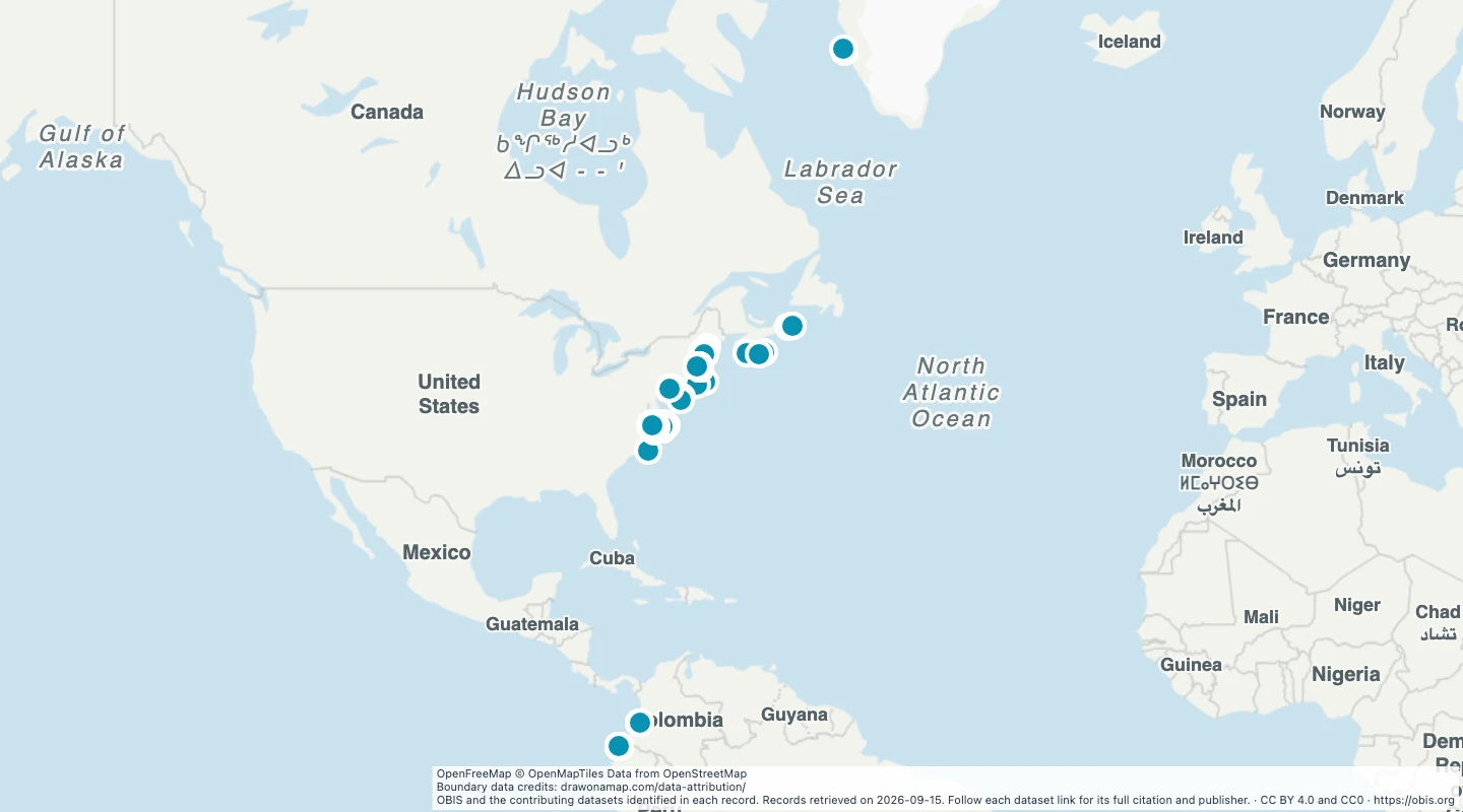 Map preview: North Atlantic humpback whale records, 2020–2025